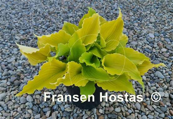 Hosta Seven Year Itch